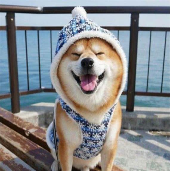 动物小常识—十种温顺狗狗排行，快来看看你家狗狗排行第几