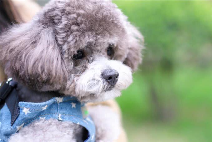 怎么分辨泰迪犬的纯度?看这5点就知道