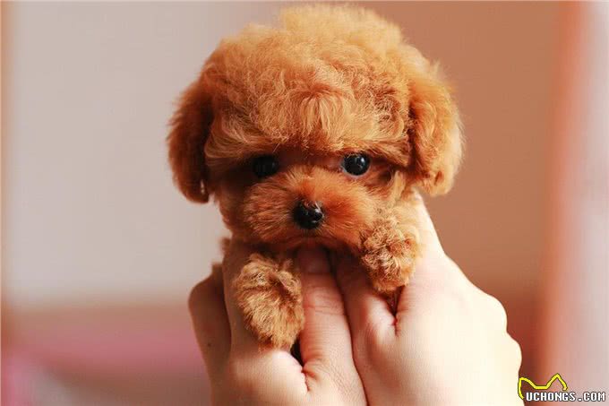 怎么分辨泰迪犬的纯度?看这5点就知道