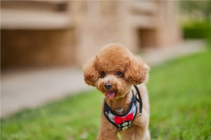 怎么分辨泰迪犬的纯度?看这5点就知道