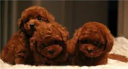怎么分辨泰迪犬的纯度?看这5点就知道