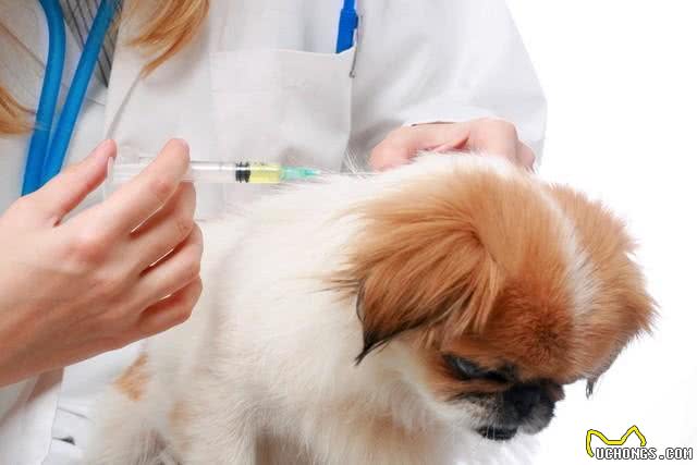 狗狗疫苗:守护毛孩子健康的魔法盾牌