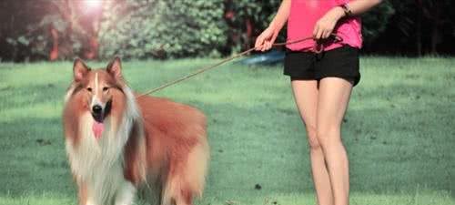 经常遛狗对狗是有好处的吗?我还需要注意些什么?
