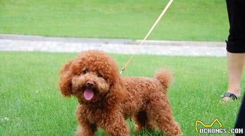 经常遛狗对狗是有好处的吗?我还需要注意些什么?