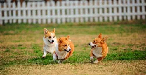 经常遛狗对狗是有好处的吗?我还需要注意些什么?