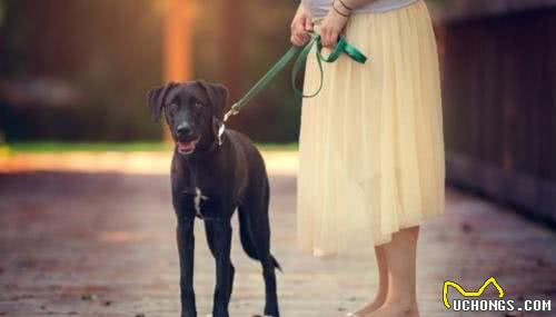 经常遛狗对狗是有好处的吗?我还需要注意些什么?