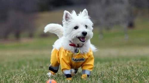 经常遛狗对狗是有好处的吗?我还需要注意些什么?