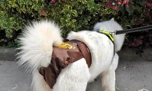 经常遛狗对狗是有好处的吗?我还需要注意些什么?