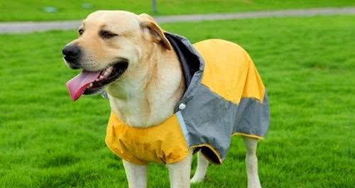 经常遛狗对狗是有好处的吗?我还需要注意些什么?