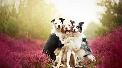 经常遛狗对狗是有好处的吗?我还需要注意些什么?