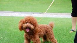 经常遛狗对狗是有好处的吗?我还需要注意些什么?