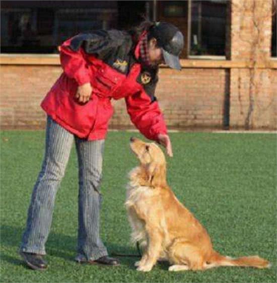 训练狗狗握手、站、坐、趴基本动作