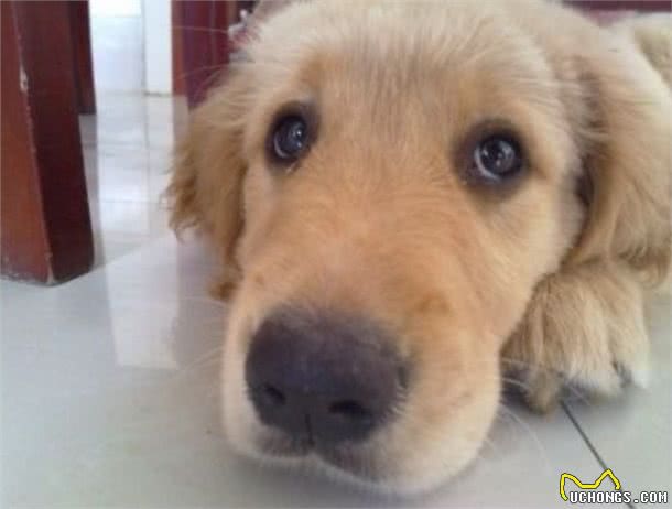 训练狗狗握手、站、坐、趴基本动作