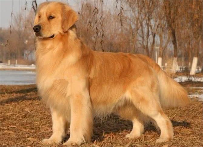 训练狗狗握手、站、坐、趴基本动作