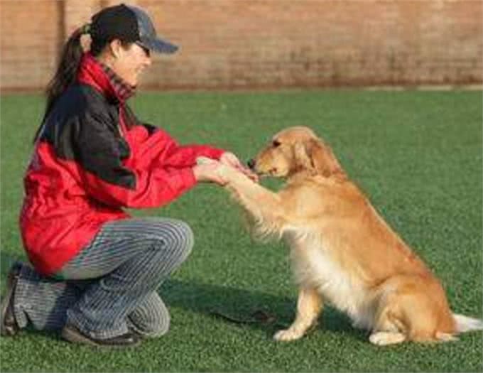 训练狗狗握手、站、坐、趴基本动作
