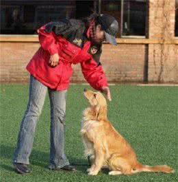 训练狗狗握手、站、坐、趴基本动作