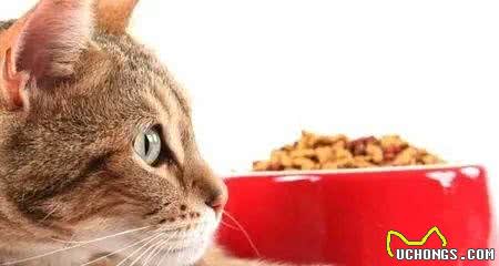 发现犬猫这些迹象不能拖!快带去医院保命