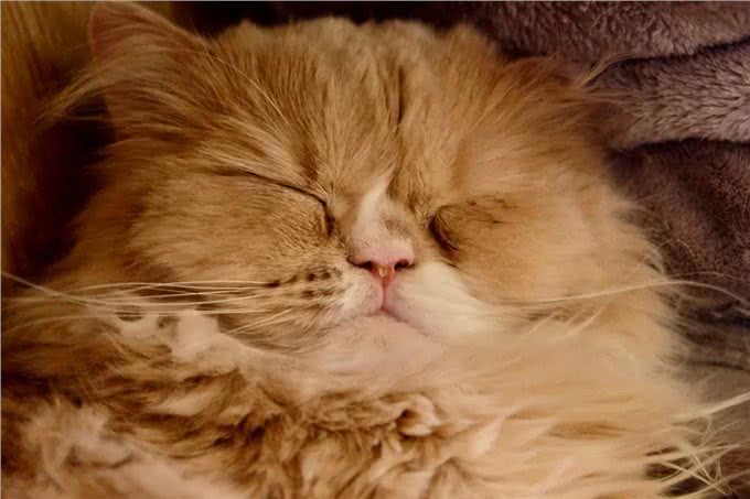 发现犬猫这些迹象不能拖!快带去医院保命