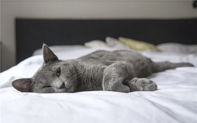 发现犬猫这些迹象不能拖!快带去医院保命