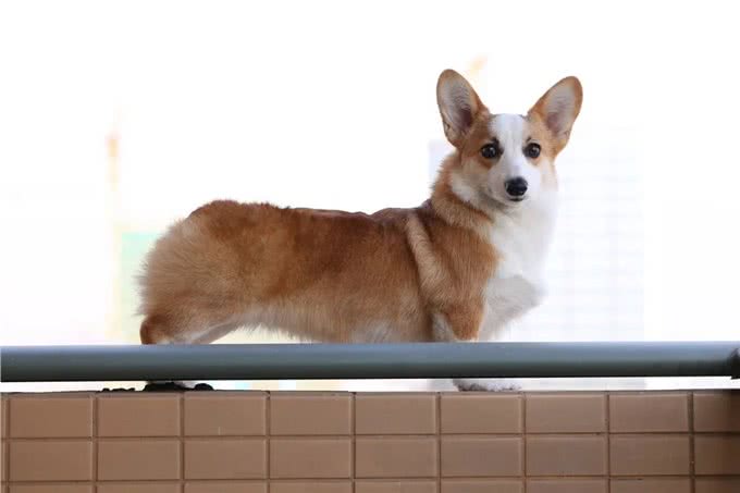 发现犬猫这些迹象不能拖!快带去医院保命