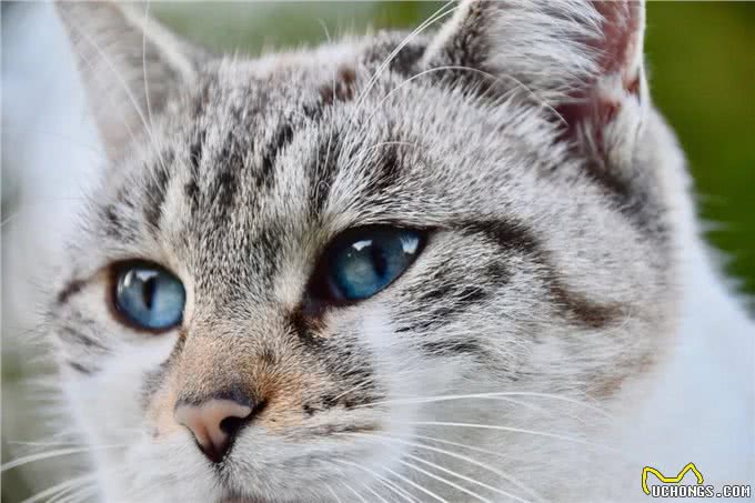 发现犬猫这些迹象不能拖!快带去医院保命