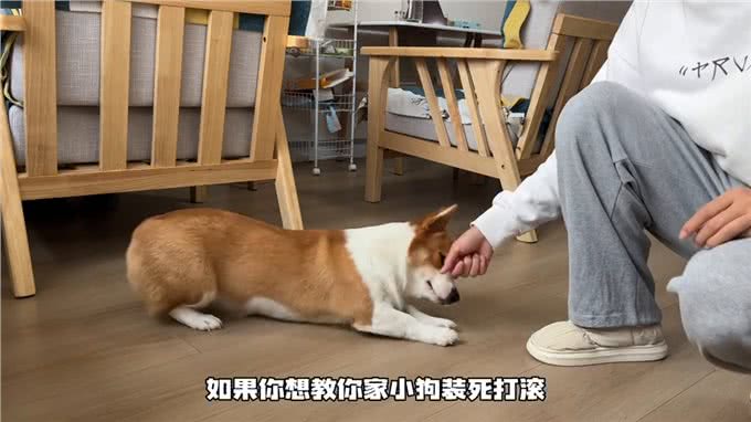 学会爬下之后装S打滚都太好学了!—如何训练小狗
