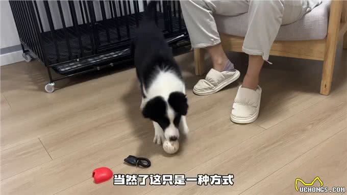 学会爬下之后装S打滚都太好学了!—如何训练小狗