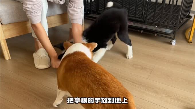 学会爬下之后装S打滚都太好学了!—如何训练小狗