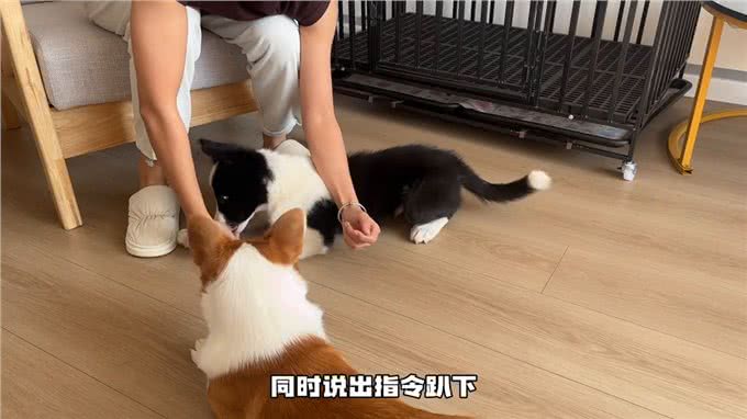 学会爬下之后装S打滚都太好学了!—如何训练小狗