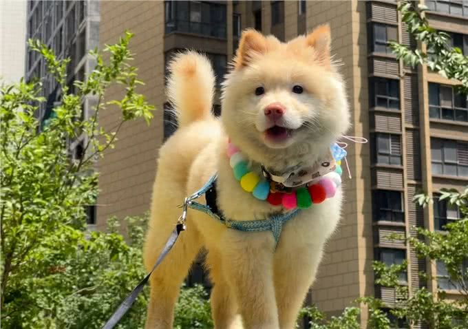 松狮犬~萨摩耶，该选哪一个?