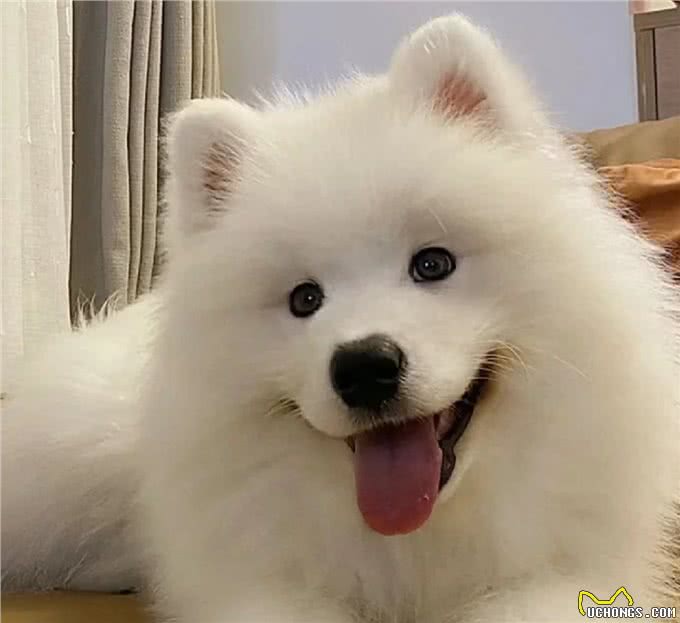 松狮犬~萨摩耶，该选哪一个?