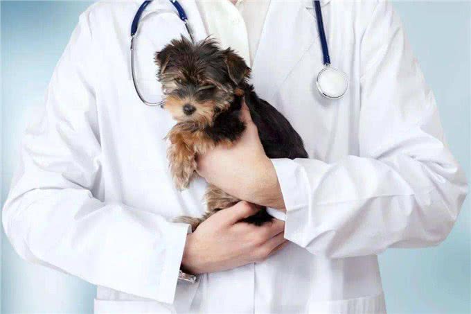 兽医:太多人得了这些病,只因养了狗