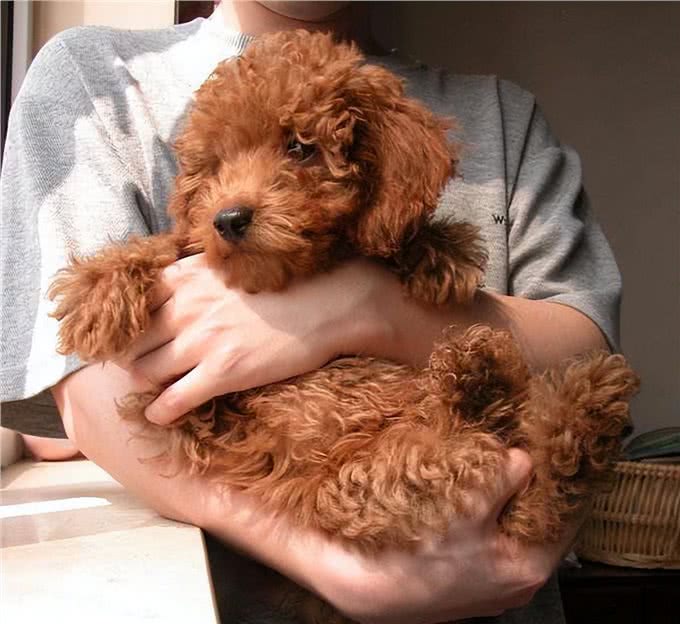 兽医:太多人得了这些病,只因养了狗