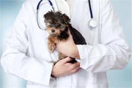 兽医:太多人得了这些病，只因养了狗