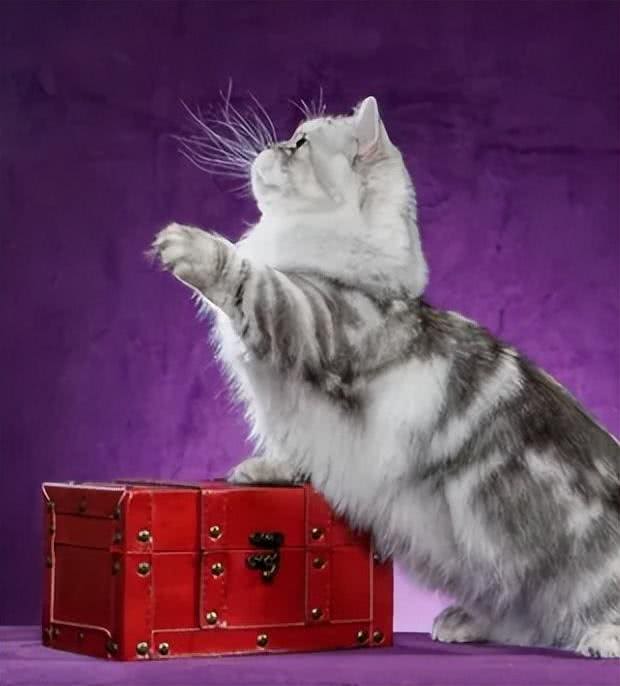 超粘人的Minute猫