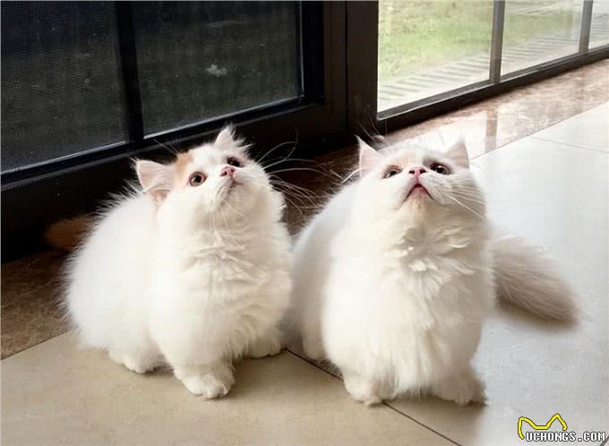 超粘人的Minute猫