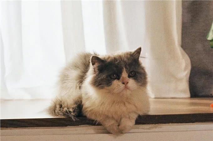 超粘人的Minute猫