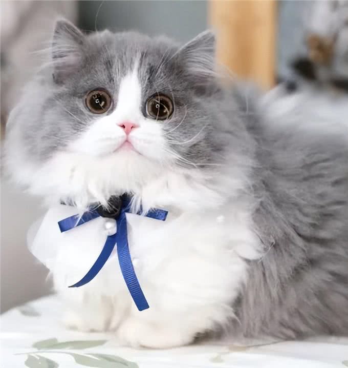 超粘人的Minute猫