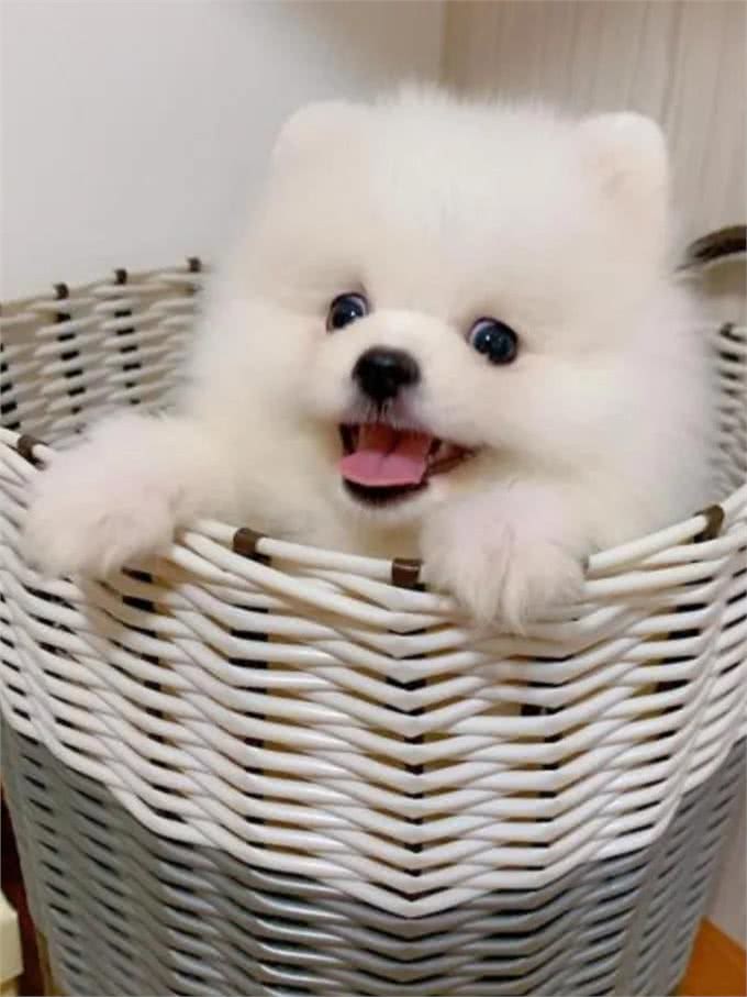 狗狗心脏病常见表现，日常护理及用药分享!