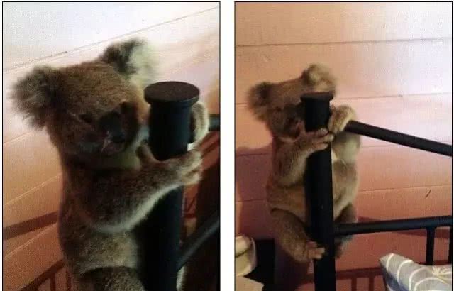 小考拉误闯民宅被狗吓坏，紧抱床架模样萌翻众人!