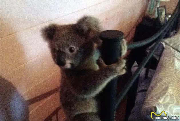 小考拉误闯民宅被狗吓坏，紧抱床架模样萌翻众人!