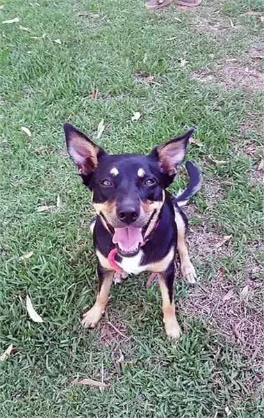 小考拉误闯民宅被狗吓坏，紧抱床架模样萌翻众人!