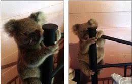 小考拉误闯民宅被狗吓坏，紧抱床架模样萌翻众人!