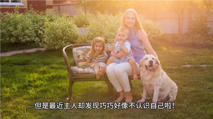 狗狗追着尾巴转圈圈，转了几十圈后一脸迷茫，主人：我是谁?