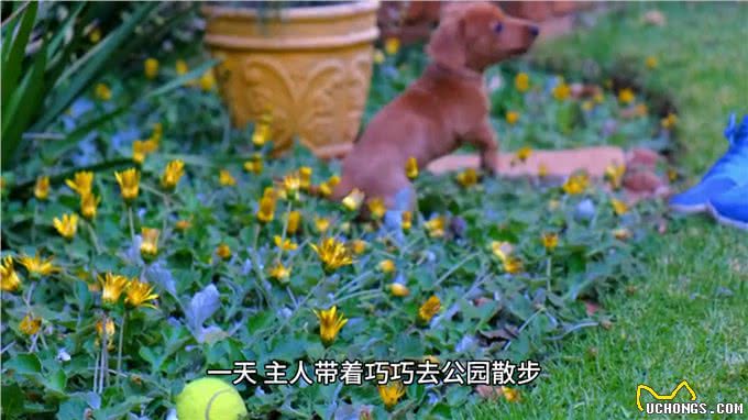 狗狗追着尾巴转圈圈，转了几十圈后一脸迷茫，主人：我是谁?