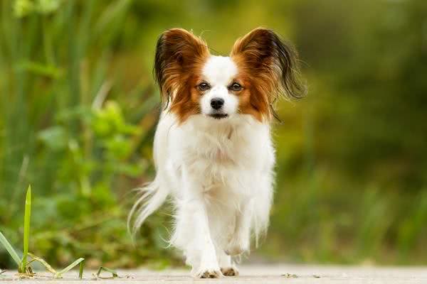 渴望猫狗双全的人一定要了解这些狗狗,它们最能容忍猫咪