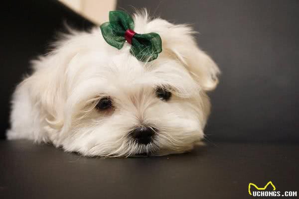 渴望猫狗双全的人一定要了解这些狗狗,它们最能容忍猫咪