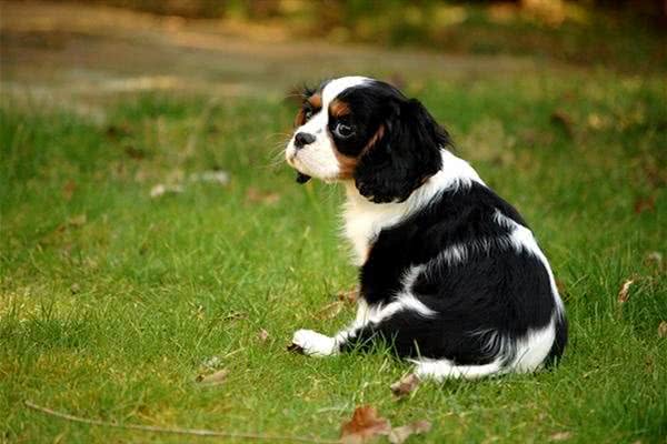 渴望猫狗双全的人一定要了解这些狗狗,它们最能容忍猫咪