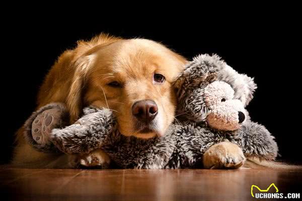 渴望猫狗双全的人一定要了解这些狗狗,它们最能容忍猫咪