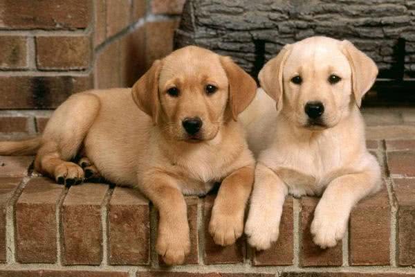 渴望猫狗双全的人一定要了解这些狗狗,它们最能容忍猫咪